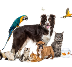 Pet Therapies